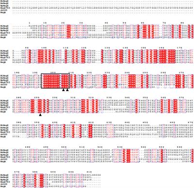 High-Level Extracellular Expression of a New β-N-Acetylglucosaminidase in Escherichia coli for Producing GlcNAc